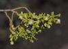 image of Larrea tridentata