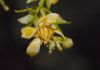 image of Larrea tridentata