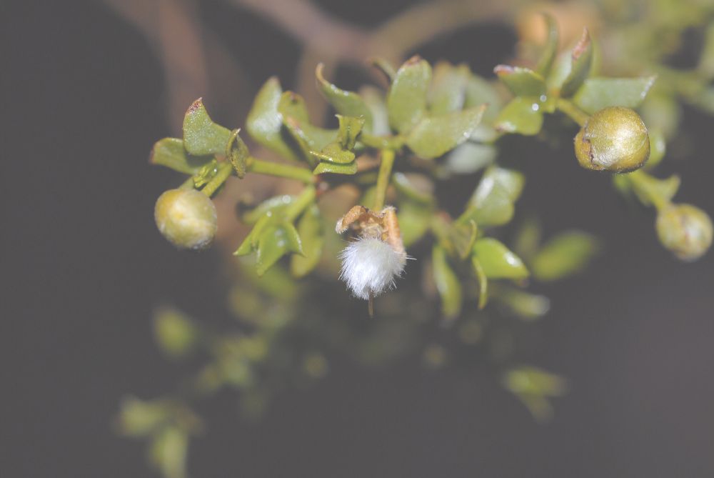 Zygophyllaceae Larrea tridentata