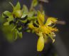 image of Larrea tridentata