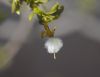 image of Larrea tridentata
