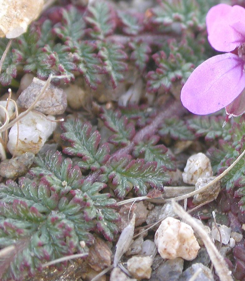 Geraniaceae Erodium cicutarium