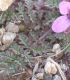 image of Erodium cicutarium