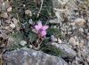 image of Erodium cicutarium
