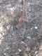 image of Eriogonum inflatum