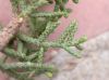 image of Juniperus californica