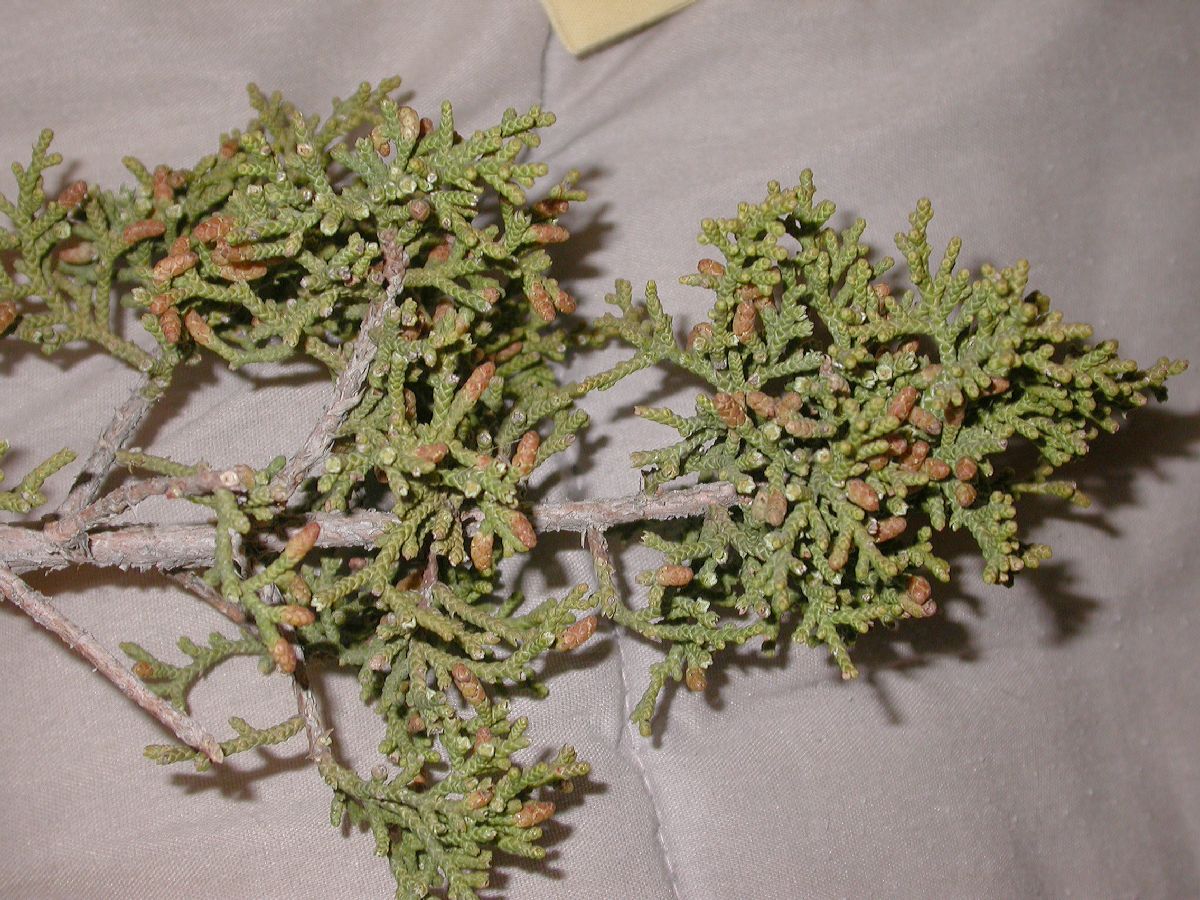 Cupressaceae Juniperus californica