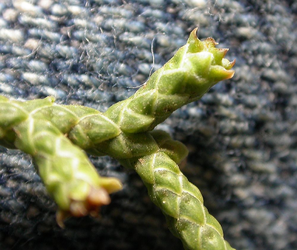 Cupressaceae Juniperus californica