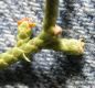 image of Juniperus californica