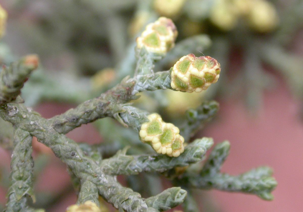 Cupressaceae Juniperus californica