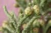 image of Juniperus californica
