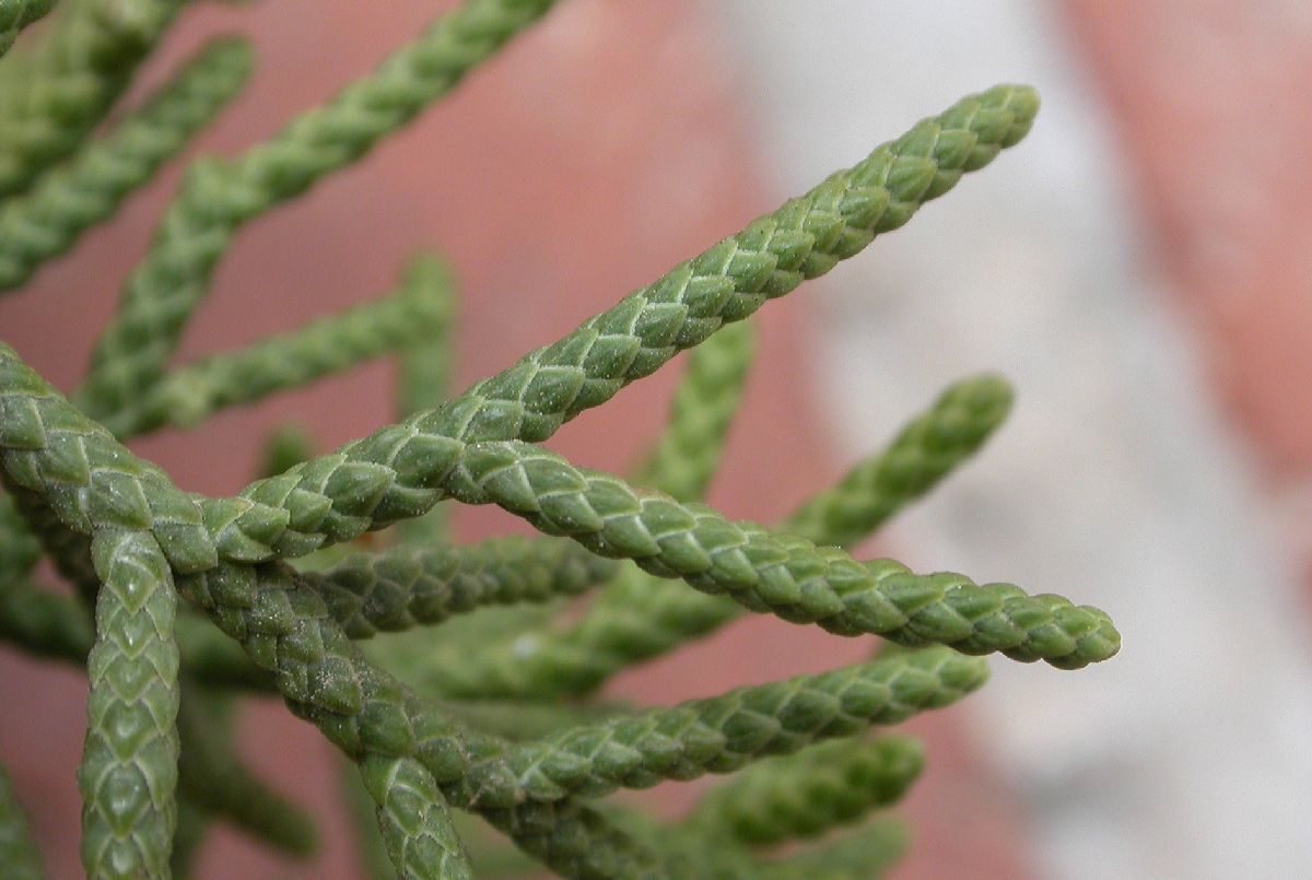 Cupressaceae Juniperus californica