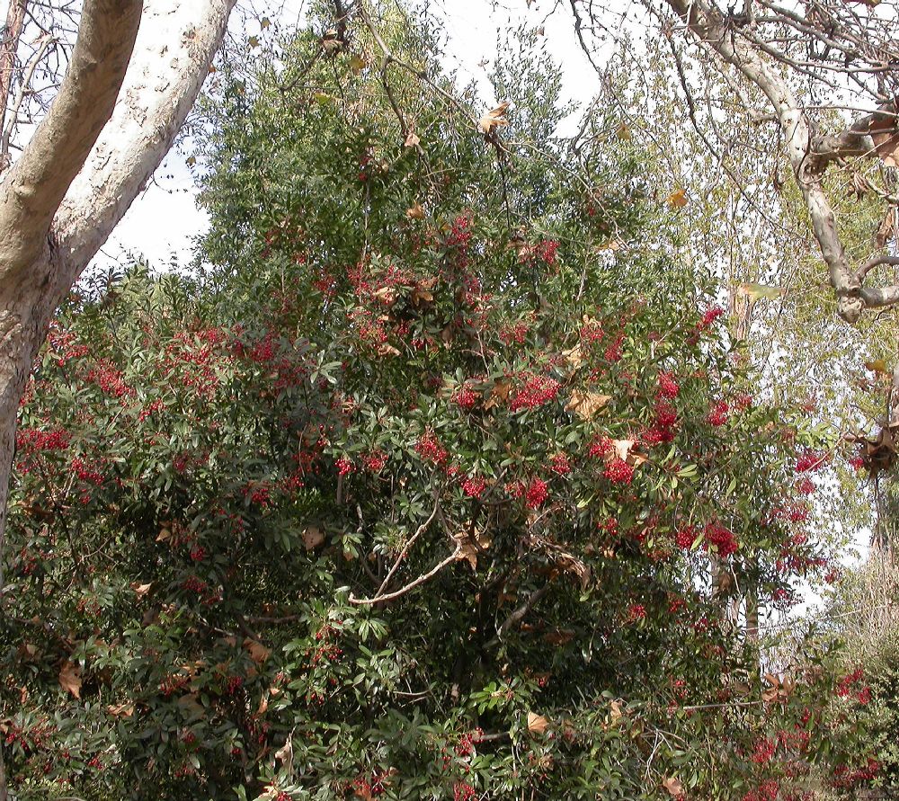 Rosaceae Heteromeles arbutifolia