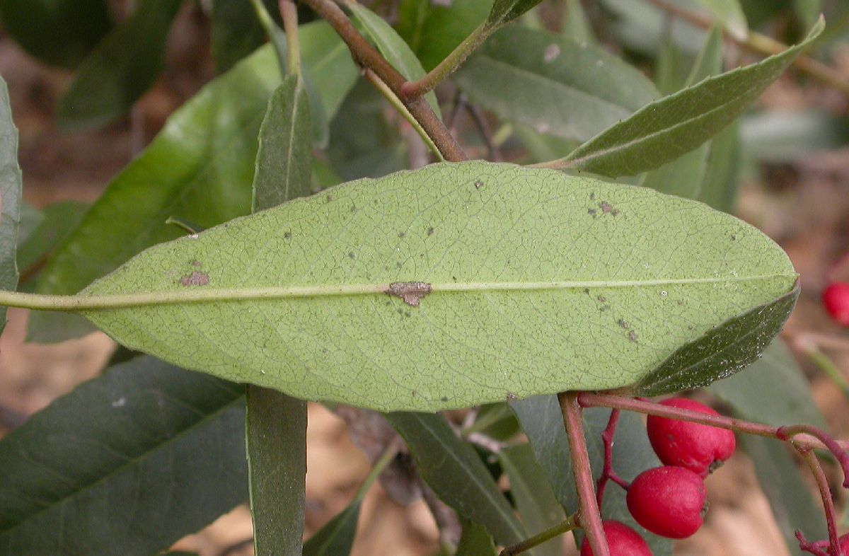 Rosaceae Heteromeles arbutifolia