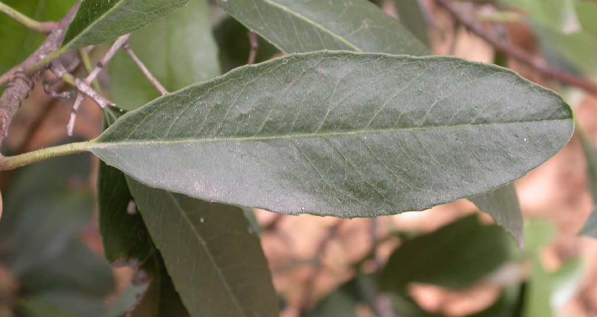 Rosaceae Heteromeles arbutifolia