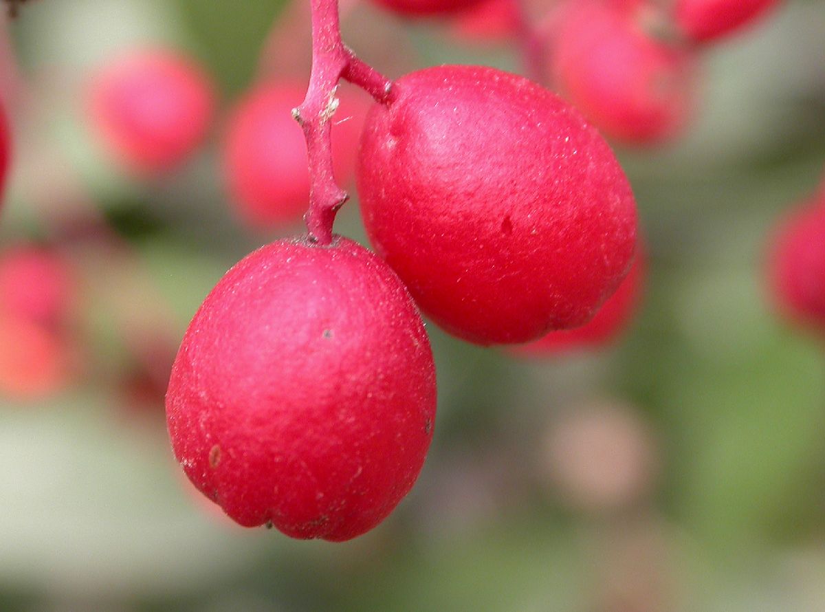 Rosaceae Heteromeles arbutifolia
