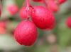 image of Heteromeles arbutifolia