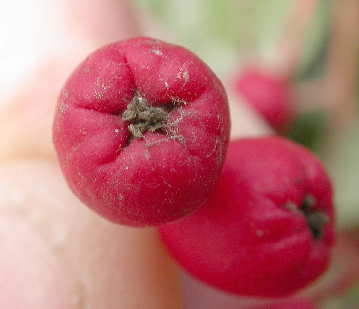 Rosaceae Heteromeles arbutifolia