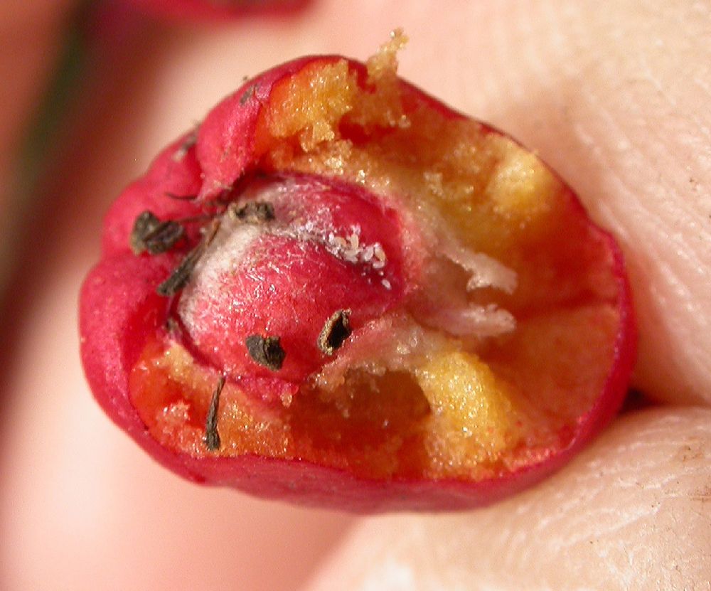 Rosaceae Heteromeles arbutifolia