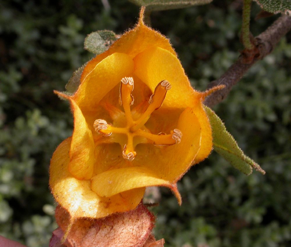Bombacaceae Fremontodendron californicum