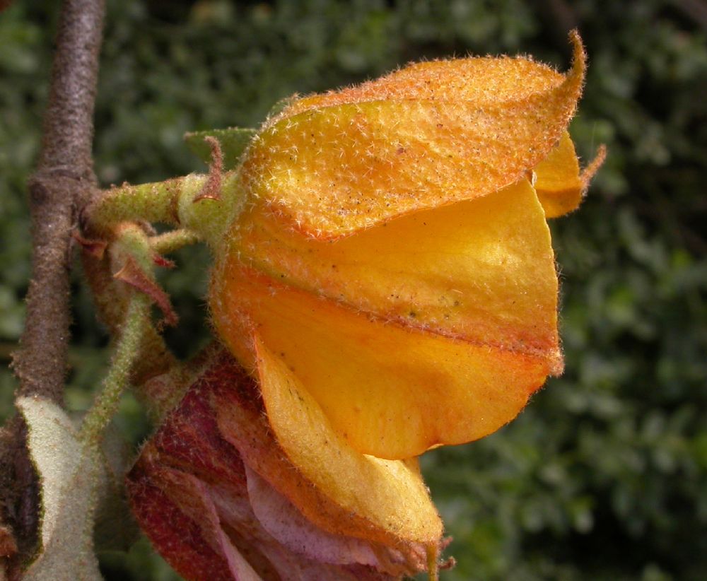 Bombacaceae Fremontodendron californicum
