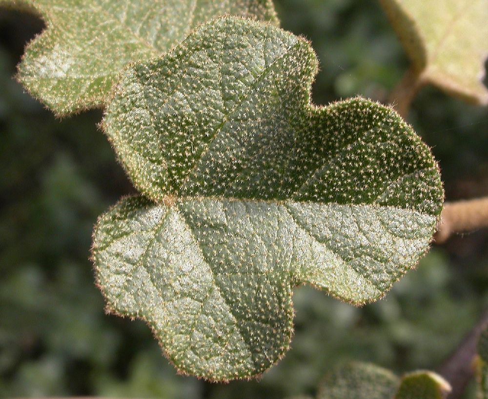 Bombacaceae Fremontodendron californicum
