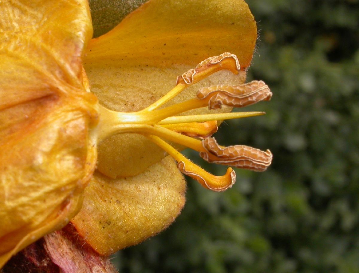 Bombacaceae Fremontodendron californicum