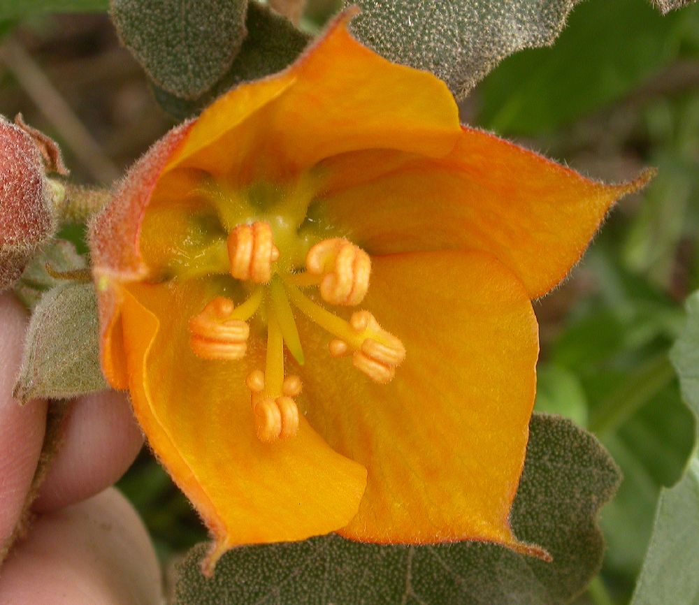 Bombacaceae Fremontodendron californicum