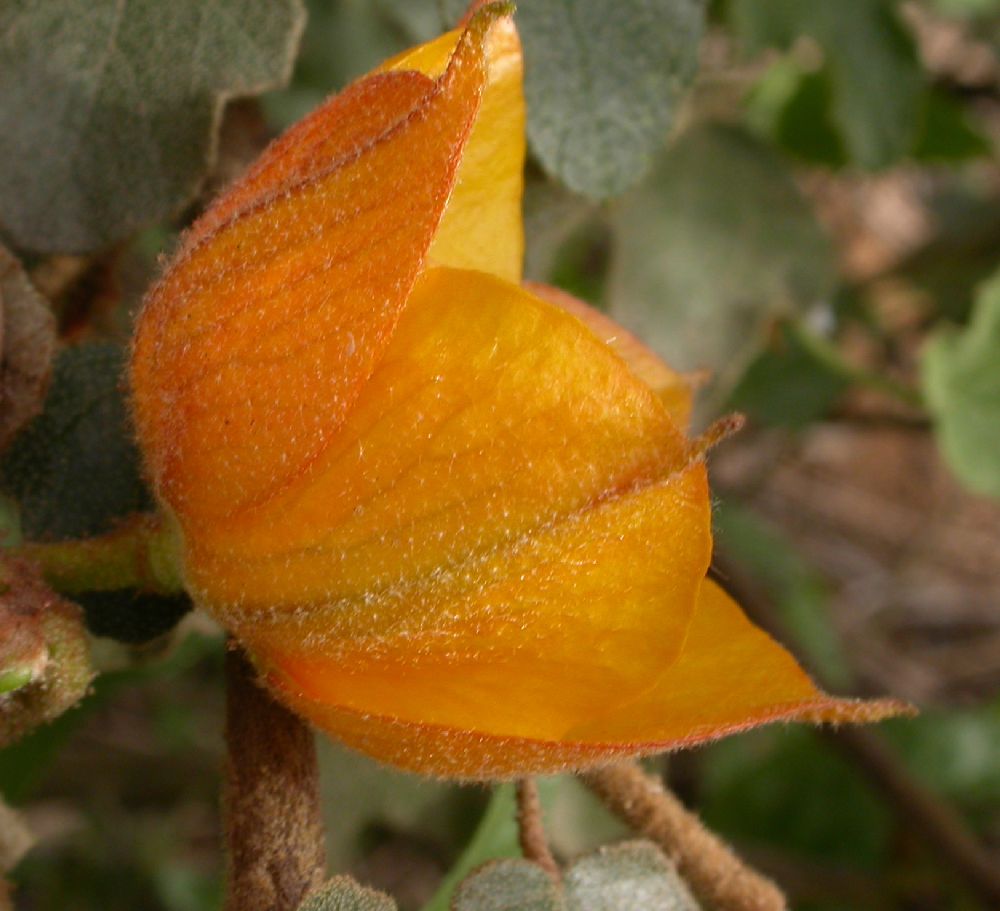 Bombacaceae Fremontodendron californicum