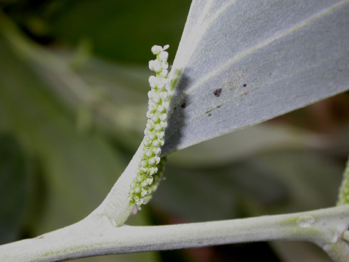 Fabaceae Acacia mangium