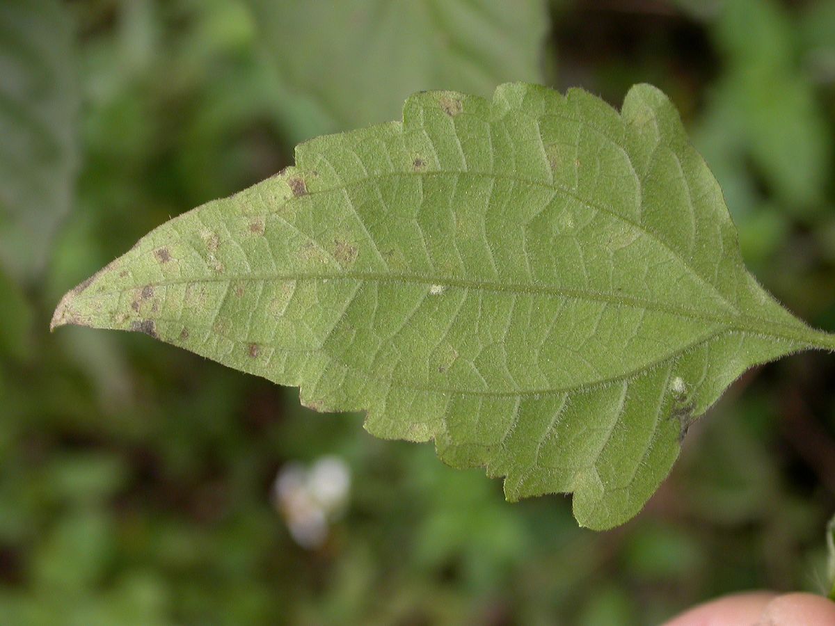 Asteraceae Eupatorium odoratum