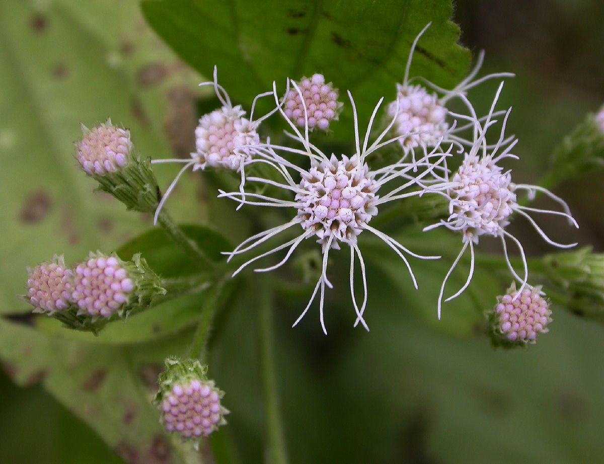 Asteraceae Eupatorium odoratum