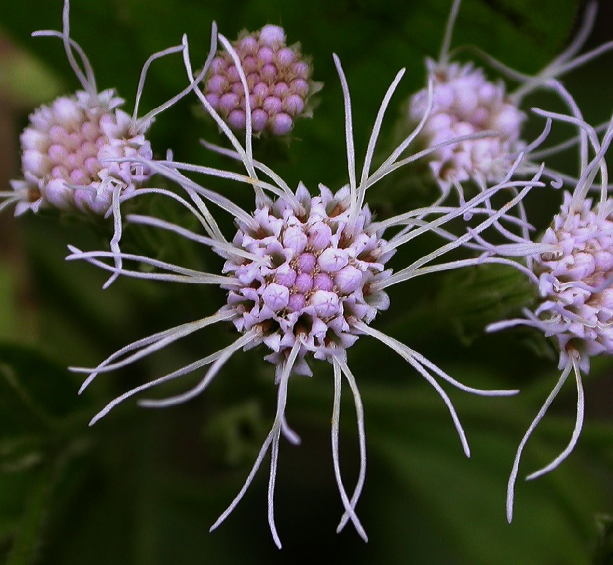 Asteraceae Eupatorium odoratum