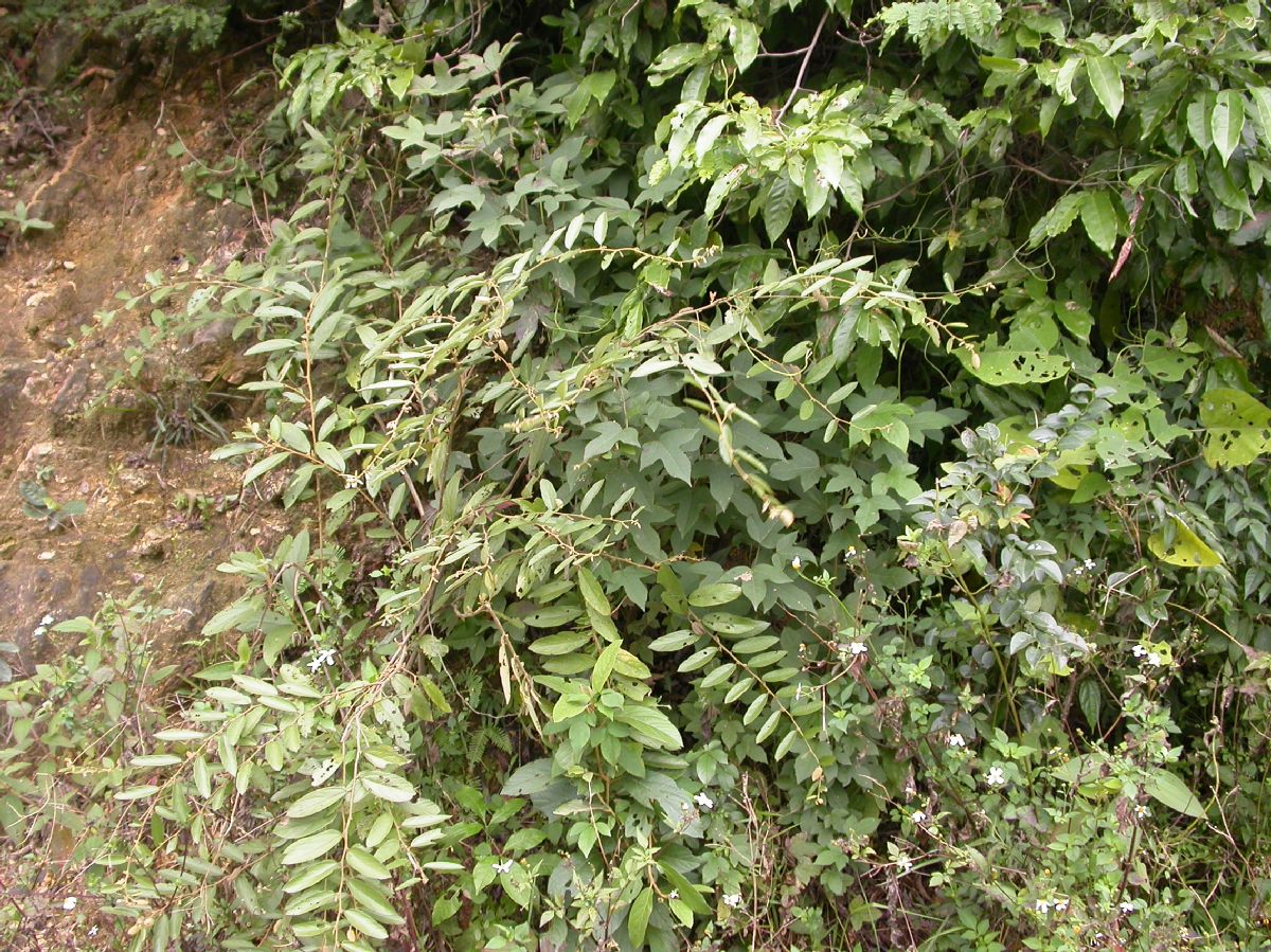 Helicteraceae Helicteres 