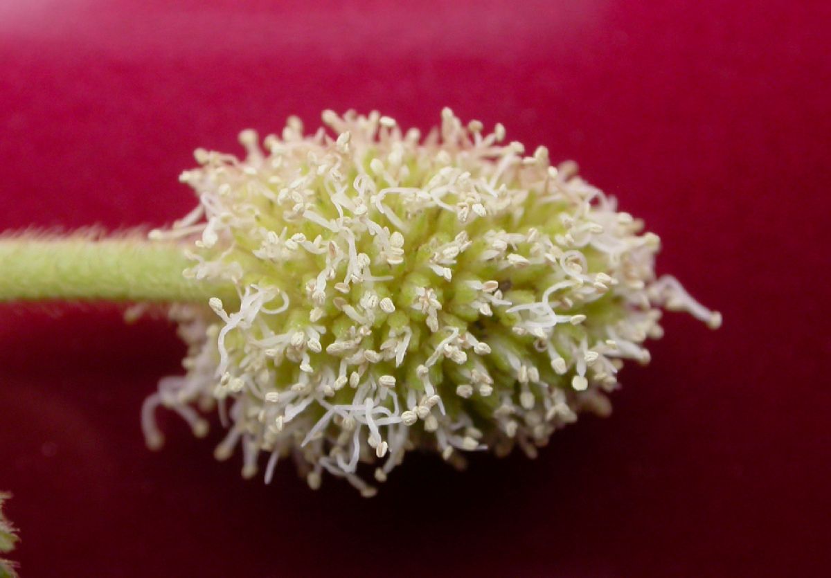 Fabaceae Piptadenia 