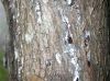 image of Cupressus tonkinensis