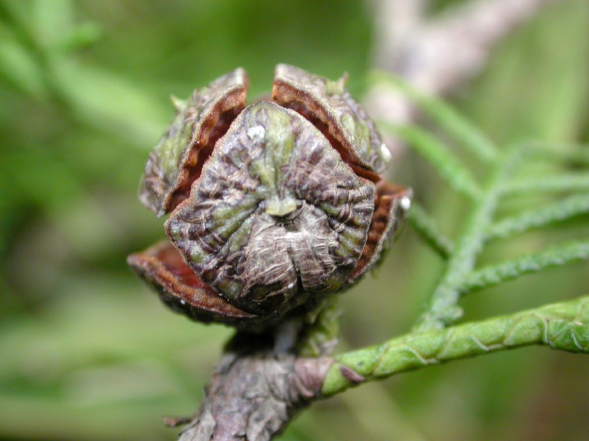 Cupressaceae Cupressus tonkinensis