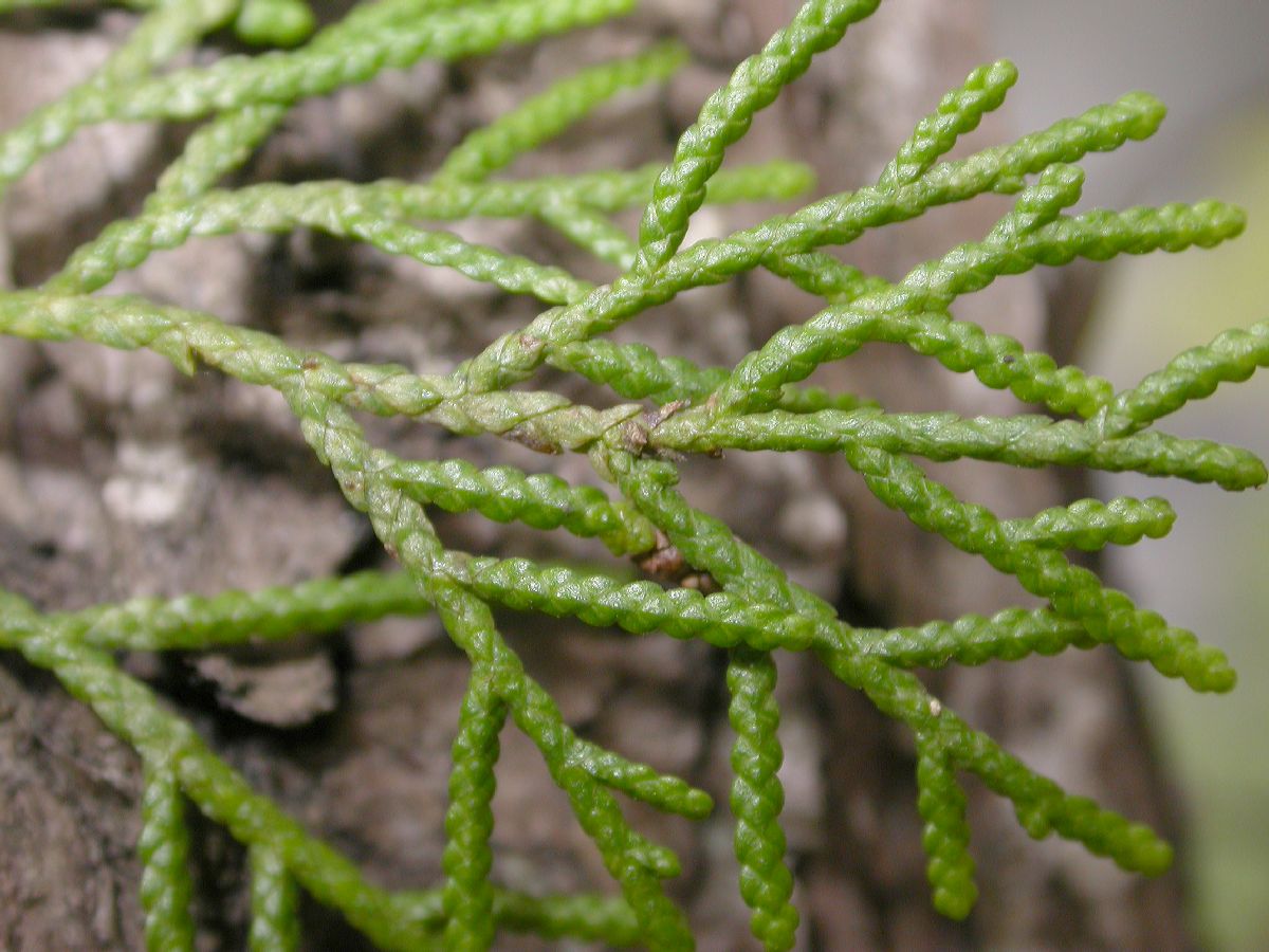 Cupressaceae Cupressus tonkinensis