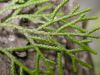 image of Cupressus tonkinensis