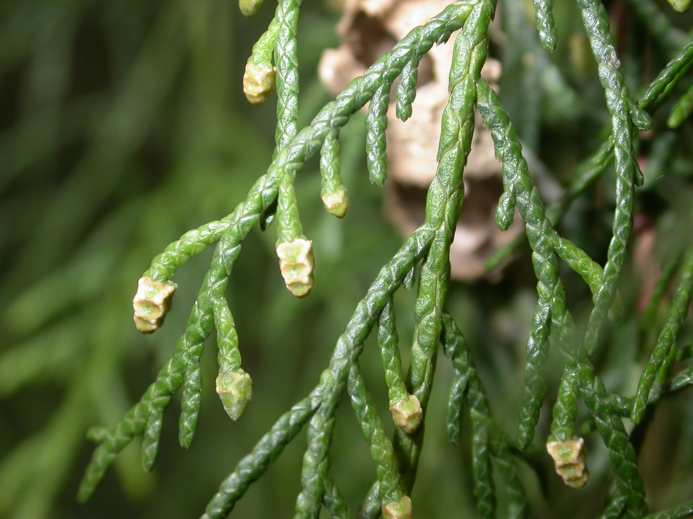 Cupressaceae Cupressus tonkinensis