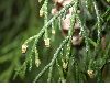 image of Cupressus tonkinensis
