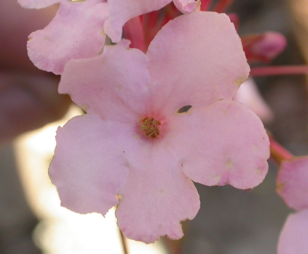 Rubiaceae Luculia gratissima