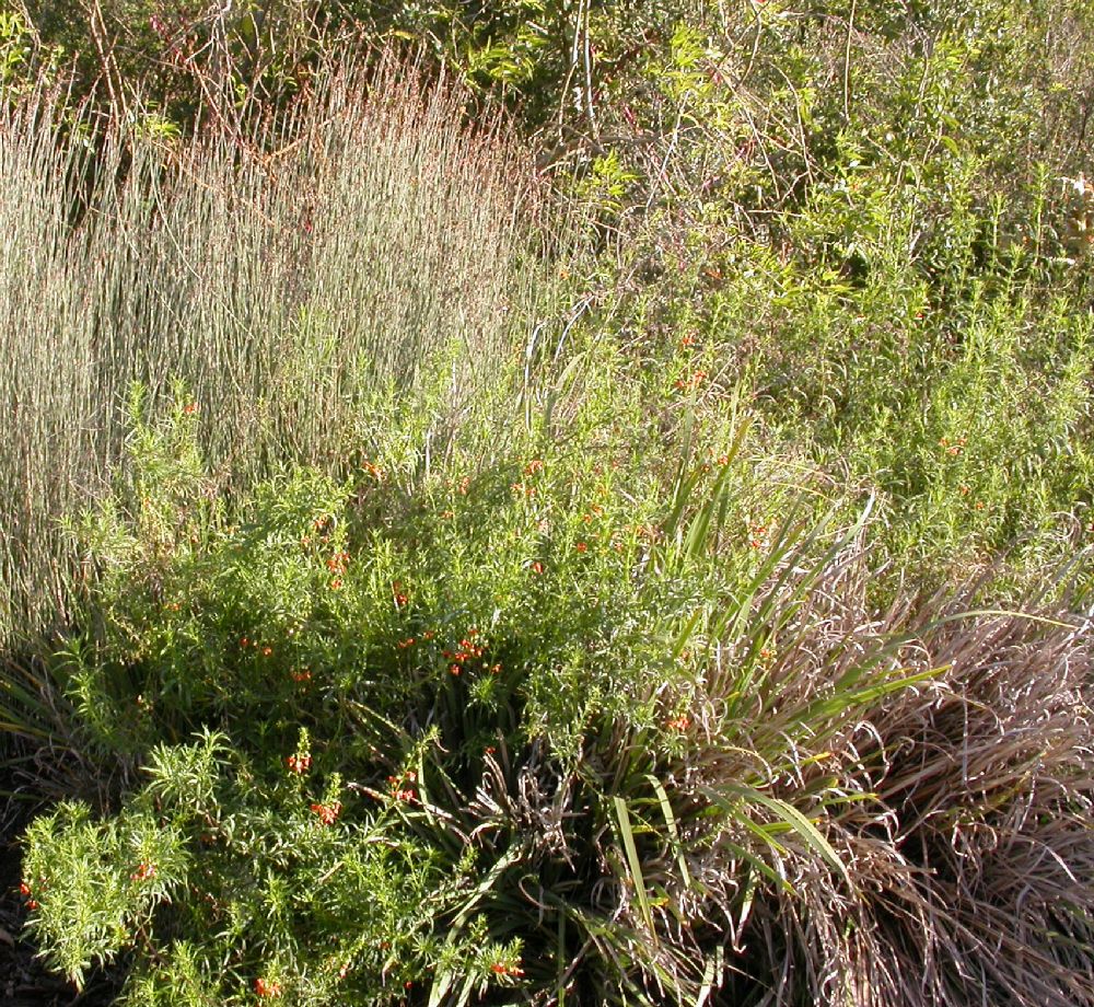 Scrophulariaceae Alonsoa 
