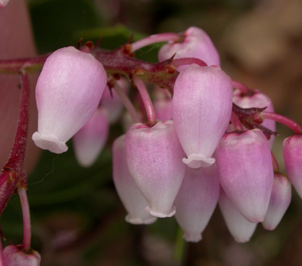 Ericaceae Arctostaphylos stanfordiana