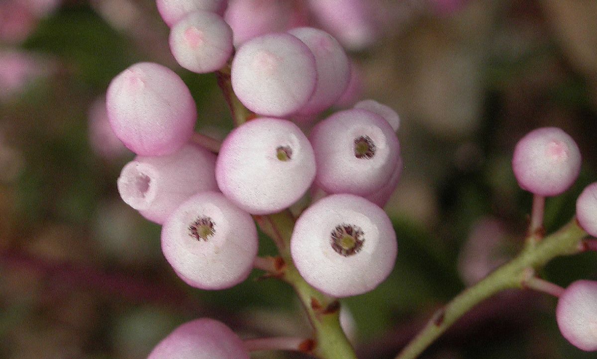 Ericaceae Arctostaphylos stanfordiana