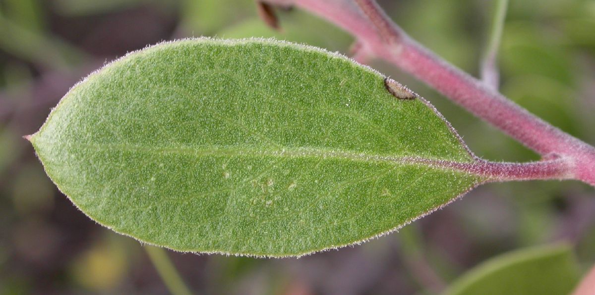Ericaceae Arctostaphylos hookeri