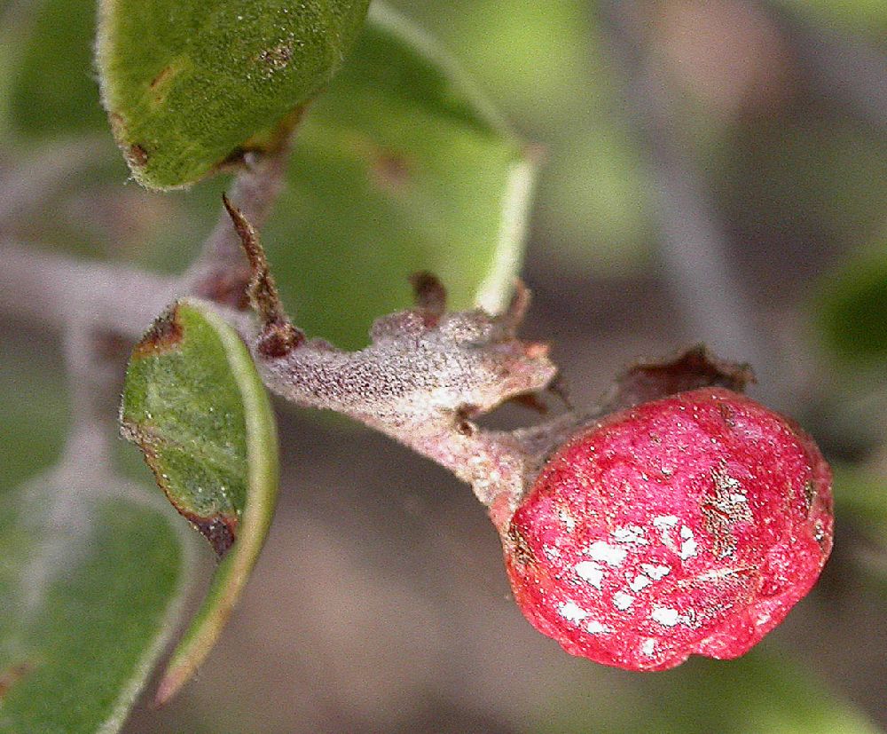 Ericaceae Arctostaphylos hookeri