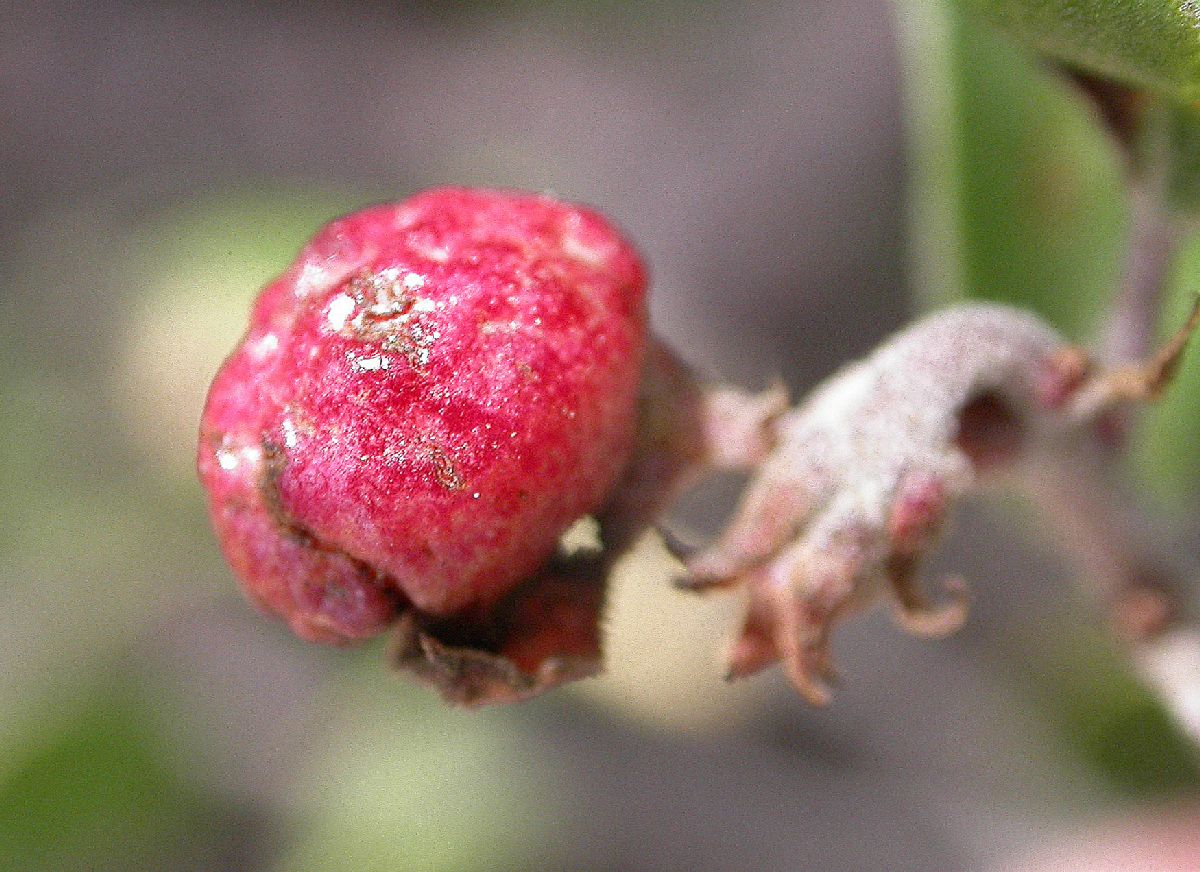 Ericaceae Arctostaphylos hookeri