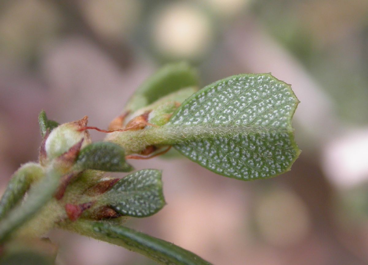 Rhamnaceae Ceanothus rigidus