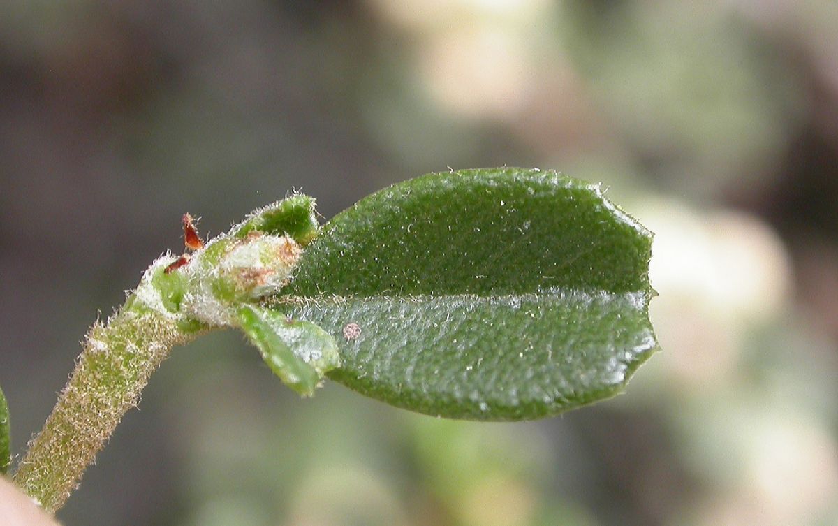 Rhamnaceae Ceanothus rigidus
